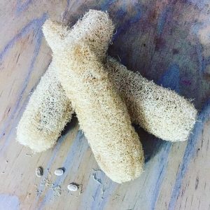 Loofah sponges showing loofah seeds